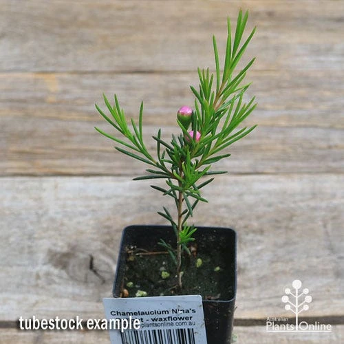 Chamelaucium Nina's Delight - Waxflower - Image 9