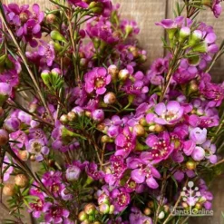 Chamelaucium Nina's Delight - Waxflower