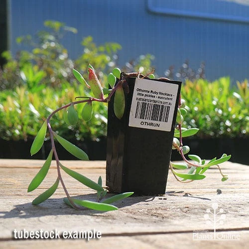 Othonna Ruby Necklace - Little Pickles - Succulent - Image 2