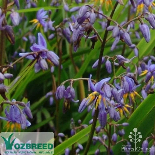 Dianella Little Jess