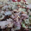 Heuchera Palace Purple - Coral Bells