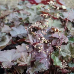 Heuchera Palace Purple - Coral Bells