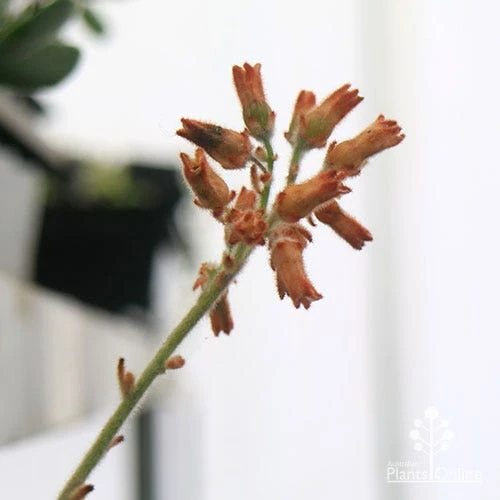 Kalanchoe Tomentosa – Panda Plant - Succulent - Image 9