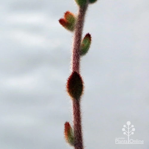 Kalanchoe Tomentosa – Panda Plant - Succulent - Image 11