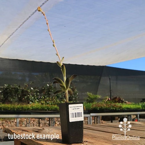 Kalanchoe Tomentosa – Panda Plant - Succulent - Image 5