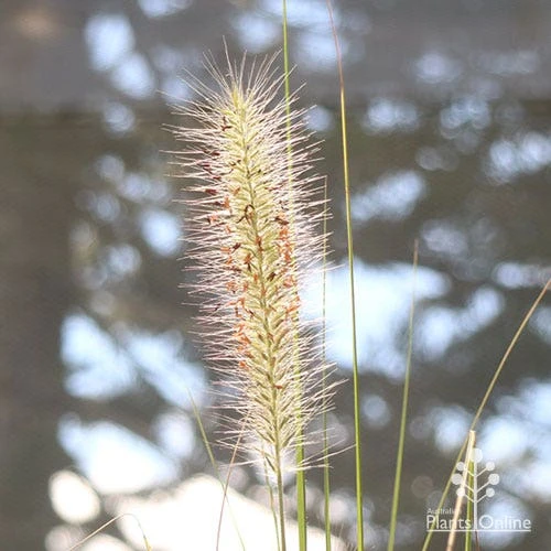 Pennisetum Alopecuroides - Swamp Fountain Grass - Image 11