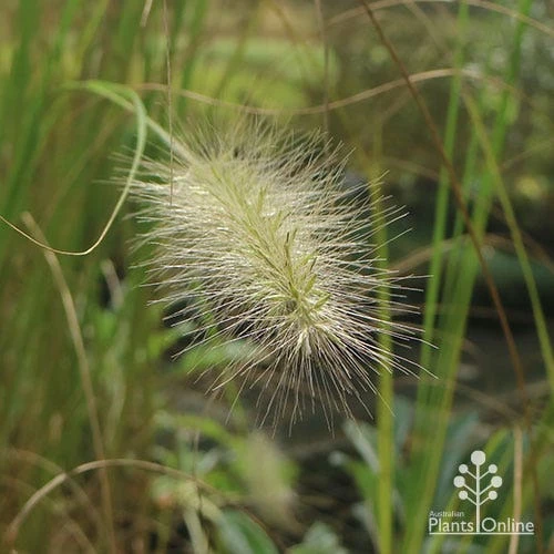 Pennisetum Alopecuroides - Swamp Fountain Grass - Image 10