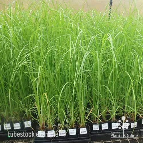 Pennisetum Alopecuroides - Swamp Fountain Grass - Image 6