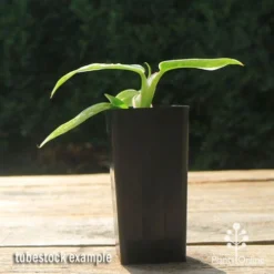 Philodendron White Princess