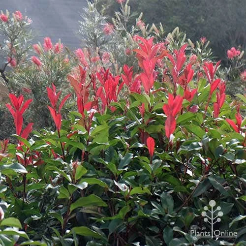 Photinia Red Robin - Image 13