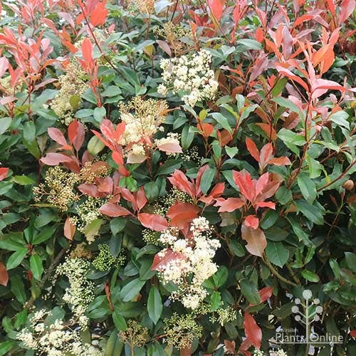 Photinia Red Robin - Image 3