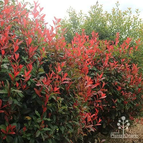 Photinia Red Robin - Image 12