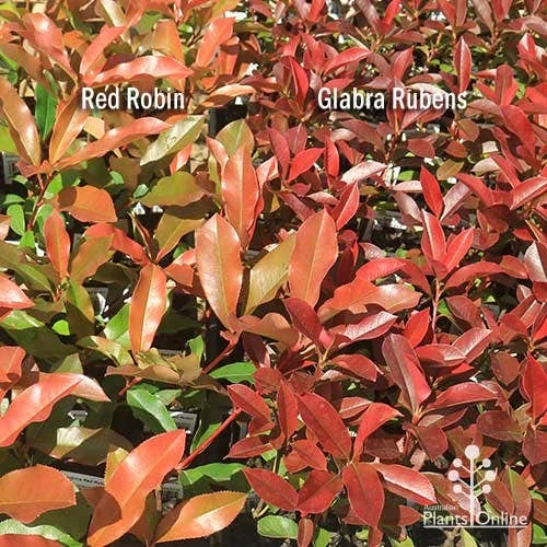 Photinia Red Robin - Image 8