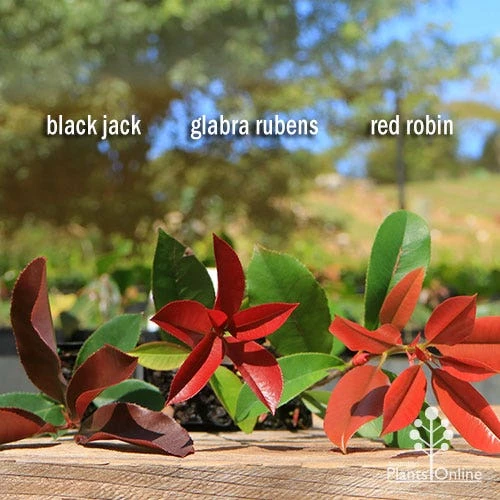 Photinia Red Robin - Image 7