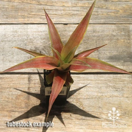 Pineapple Pure Gold - Image 4