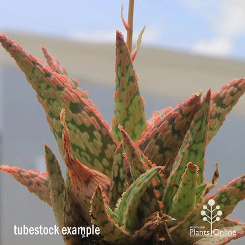 Aloe Pink Blush - Succulent - Image 2