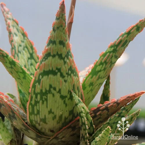 Aloe Pink Blush - Succulent - Image 16