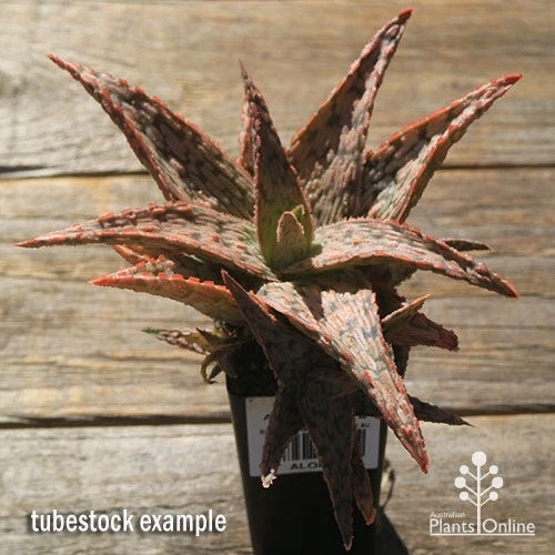 Aloe Pink Blush - Succulent - Image 5