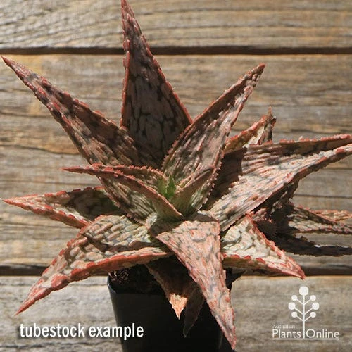 Aloe Pink Blush - Succulent