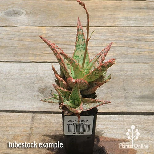 Aloe Pink Blush - Succulent - Image 6