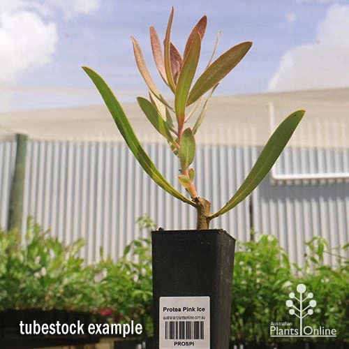 Protea Pink Ice - Image 13