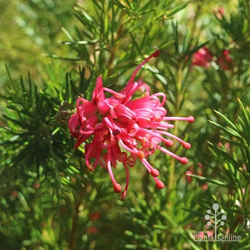 Grevillea Pink Pearl - Image 6