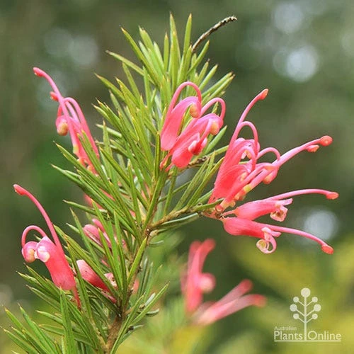 Grevillea Pink Pearl - Image 2