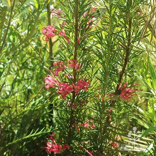 Grevillea Pink Pearl - Image 11