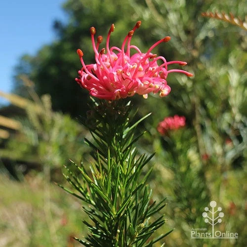 Grevillea Pink Pearl - Image 12