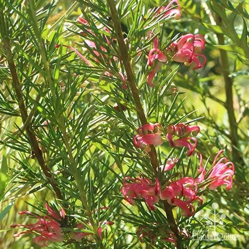 Grevillea Pink Pearl - Image 5