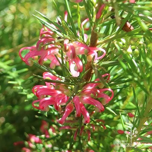 Grevillea Pink Pearl - Image 13