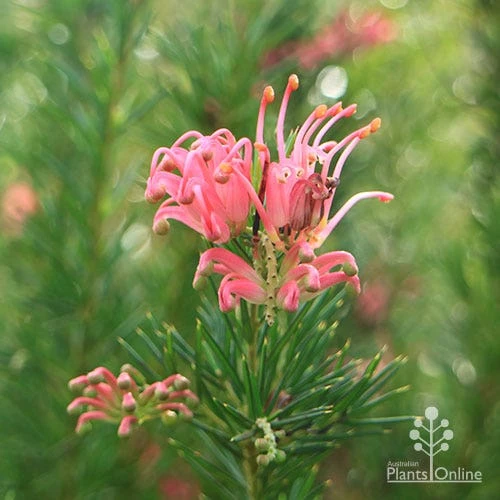 Grevillea Pink Pearl - Image 14
