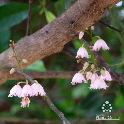 Elaeocarpus Prima Donna - Blueberry Ash - Image 4