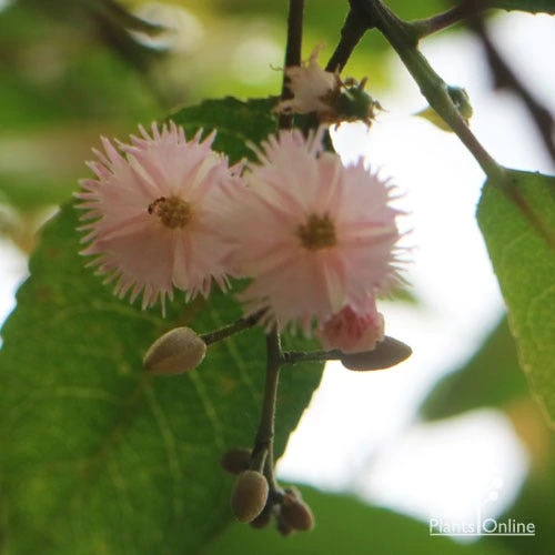Elaeocarpus Prima Donna - Blueberry Ash - Image 11