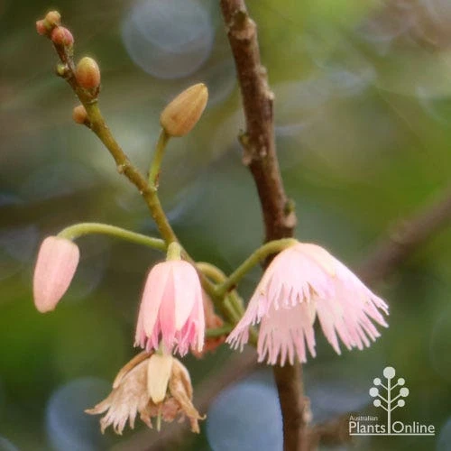 Elaeocarpus Prima Donna - Blueberry Ash - Image 7