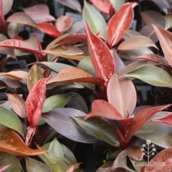 Philodendron Prince Of Orange