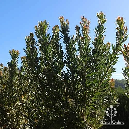 Protea Pink Ice - Image 8