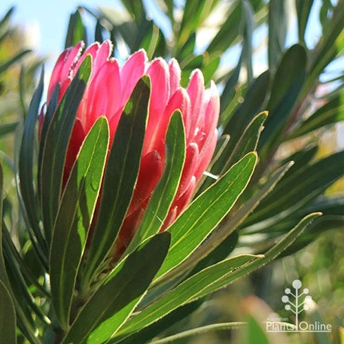 Protea Pink Ice - Image 2