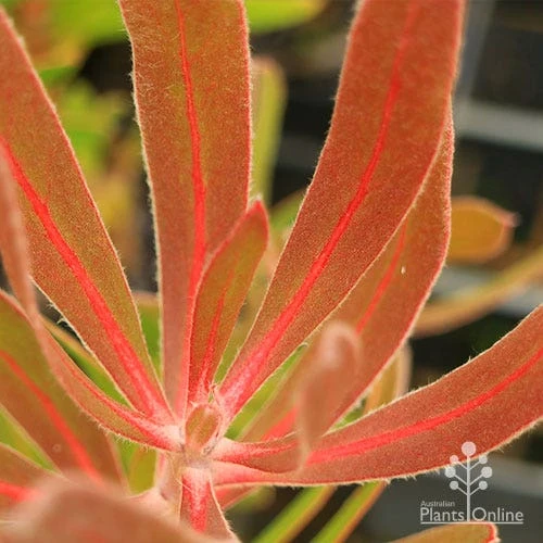 Protea Pink Ice - Image 7