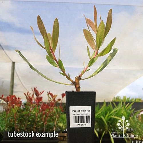 Protea Pink Ice - Image 5