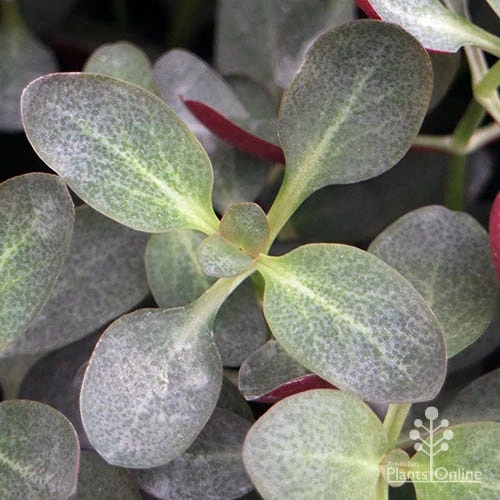 Crassula Purple Dragon - Fairy Crassula - Image 8