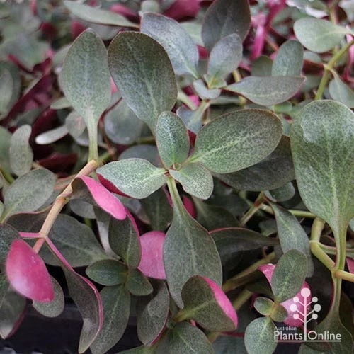 Crassula Purple Dragon - Fairy Crassula - Image 2