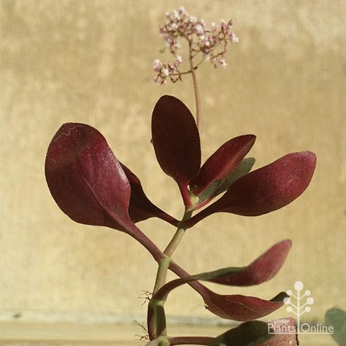 Crassula Purple Dragon - Fairy Crassula - Image 7