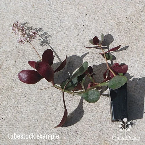 Crassula Purple Dragon - Fairy Crassula - Image 3