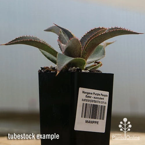 Mangave Purple People Eater - Succulent - Image 4