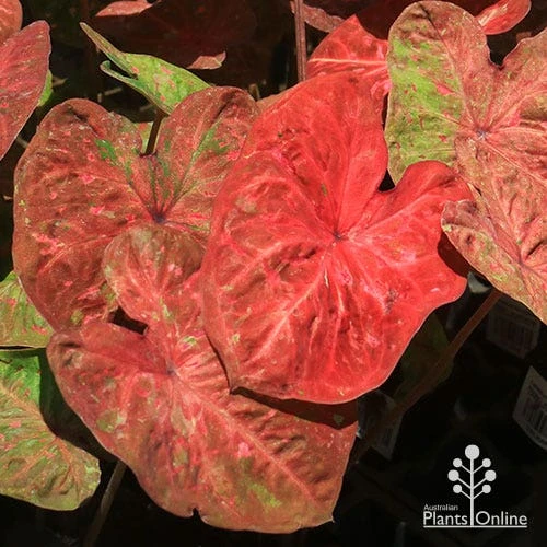 Caladium Raspberry Ripple - Angel Wings - Image 9