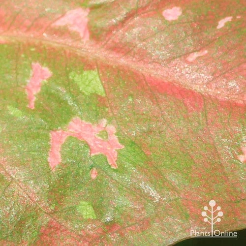 Caladium Raspberry Ripple - Angel Wings - Image 15