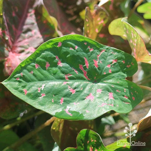 Caladium Raspberry Ripple - Angel Wings - Image 16