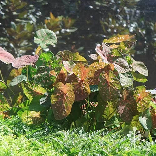 Caladium Raspberry Ripple - Angel Wings - Image 8