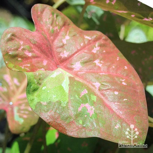 Caladium Raspberry Ripple - Angel Wings - Image 5
